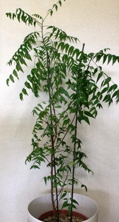 ニーム インド栴檀 の木は若葉が萌えています M Kラボラトリーズ