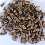 noniseeds