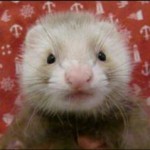 ferret