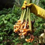 HARVESTING KUNYIT